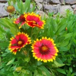 common blanketflower (Gaillardia aristata) – plant photo