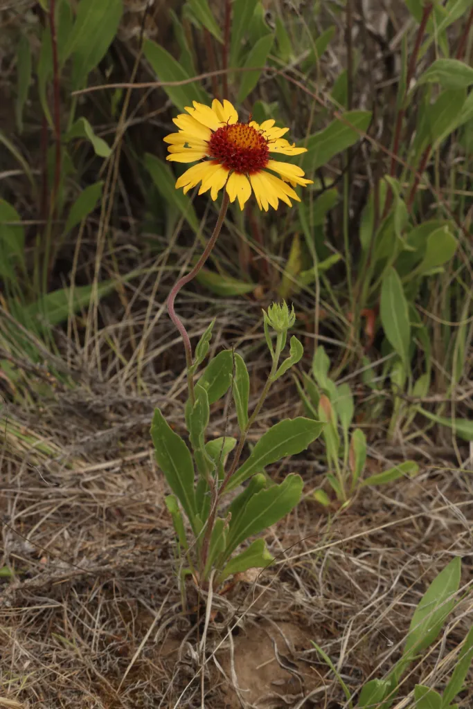 common blanketflower (Gaillardia aristata) – flowers in close-up, plant photo