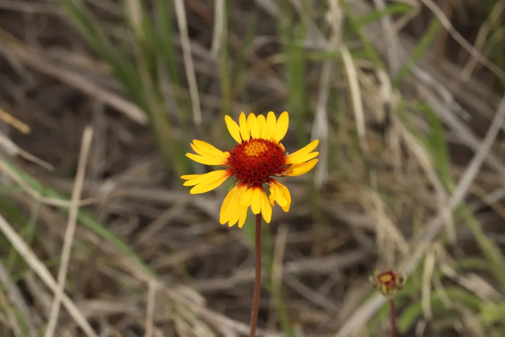 common blanketflower (Gaillardia aristata) – flowers in close-up, plant photo