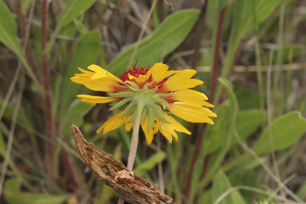 common blanketflower (Gaillardia aristata) – flowers in close-up, plant photo