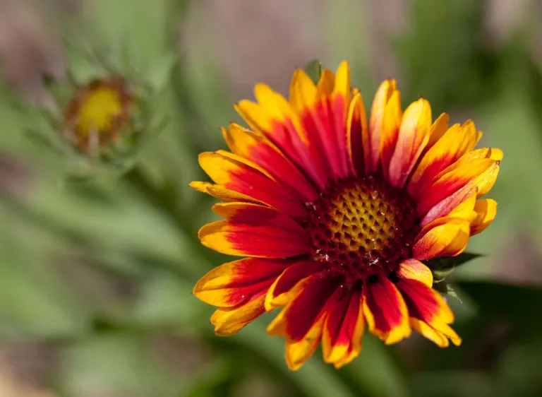 Arizona Sun blanket flower (Gaillardia 'Arizona Sun') – flowers in close-up, plant photo