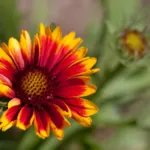 Arizona Sun blanket flower (Gaillardia 'Arizona Sun') – plant photo