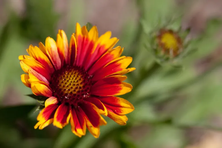 Gaillardia 'Arizona Sun'