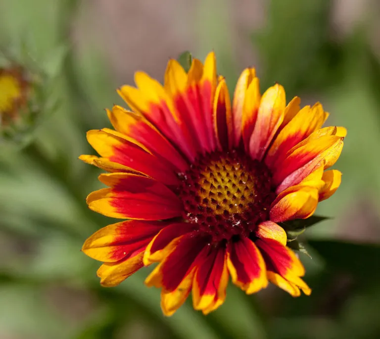 Arizona Sun blanket flower (Gaillardia 'Arizona Sun') – flowers in close-up, plant photo
