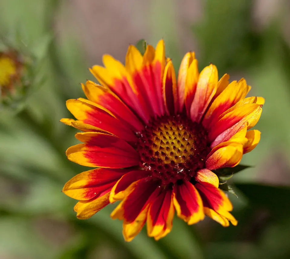 Arizona Sun blanket flower (Gaillardia 'Arizona Sun') – flowers in close-up, plant photo