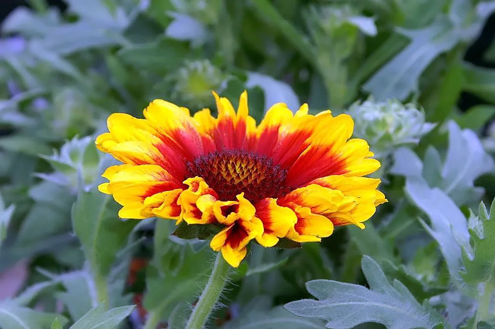 Arizona Sun blanket flower (Gaillardia 'Arizona Sun') – flowers in close-up, plant photo
