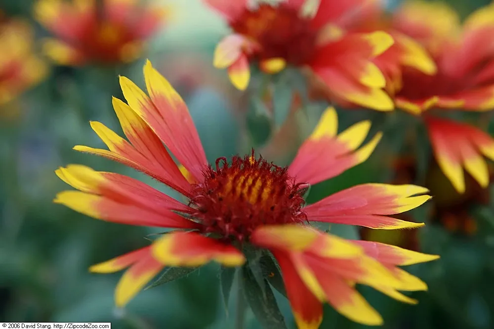 Arizona Sun blanket flower (Gaillardia 'Arizona Sun') – flowers in close-up, plant photo