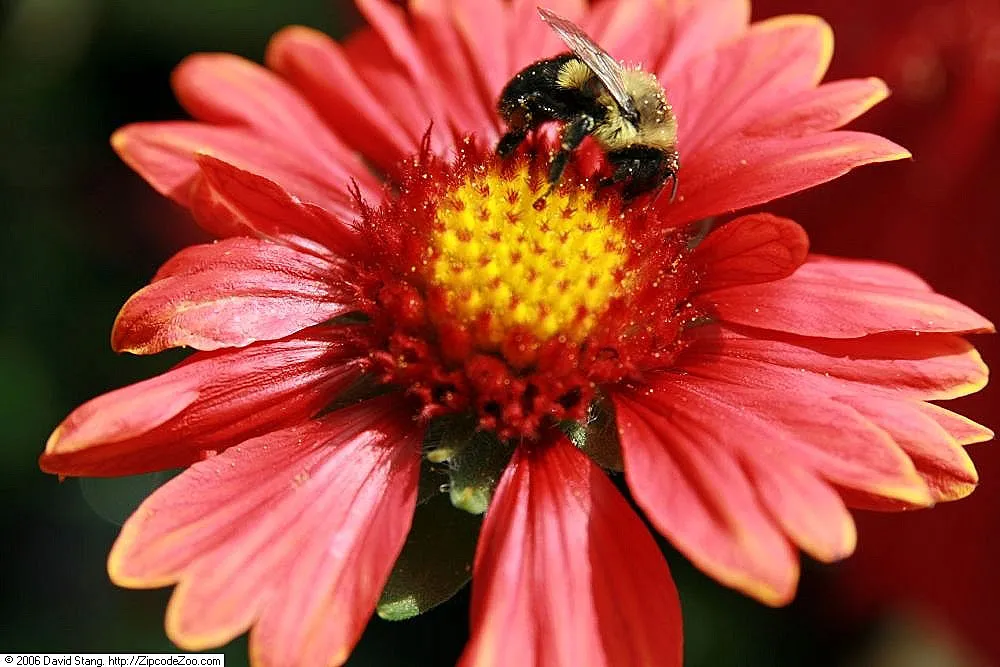 Burgundy blanket flower (Gaillardia 'Burgundy') – characteristic appearance, plant photo