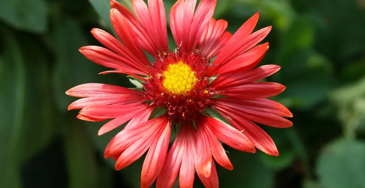 Burgundy blanket flower (Gaillardia 'Burgundy') – plant photo
