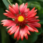 Burgundy blanket flower (Gaillardia 'Burgundy') – plant photo