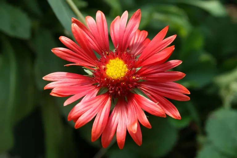 Gaillardia 'Burgundy'