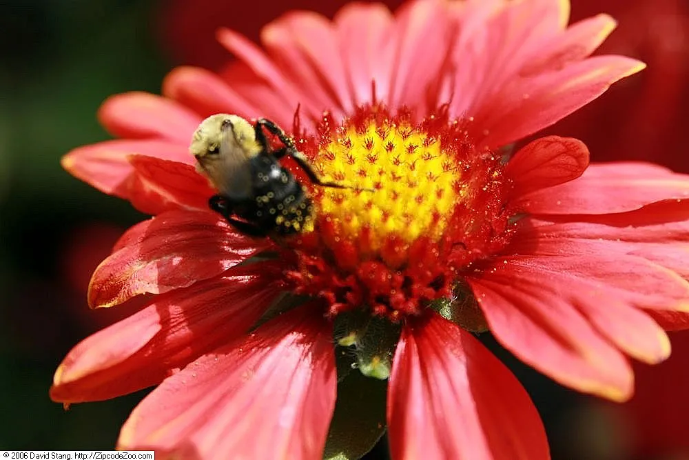 Burgundy blanket flower (Gaillardia 'Burgundy') – characteristic appearance, plant photo