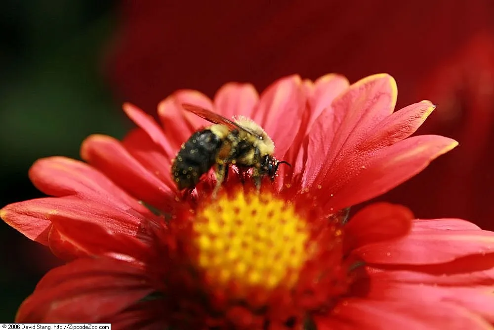 Burgundy blanket flower (Gaillardia 'Burgundy') – characteristic appearance, plant photo