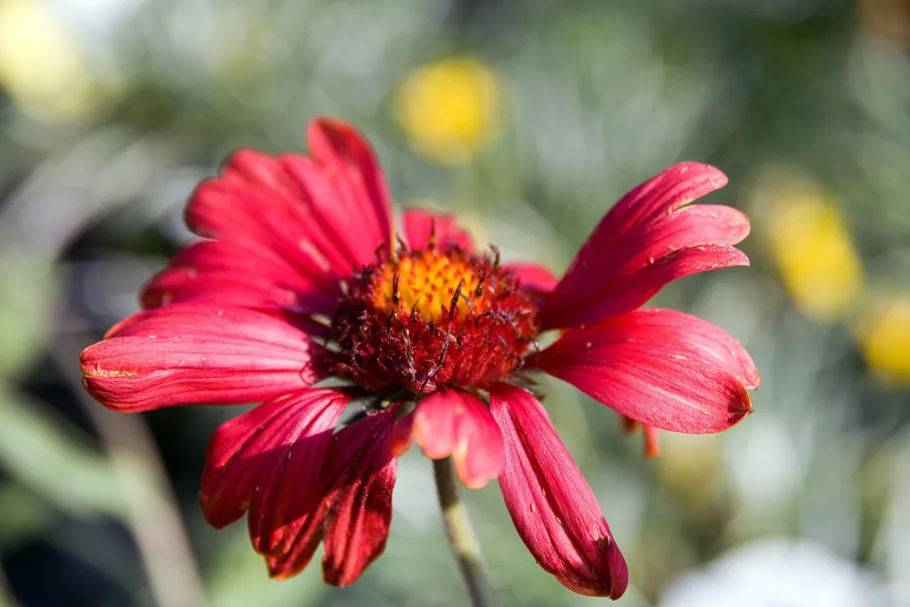 Burgundy blanket flower (Gaillardia 'Burgundy') – characteristic appearance, plant photo