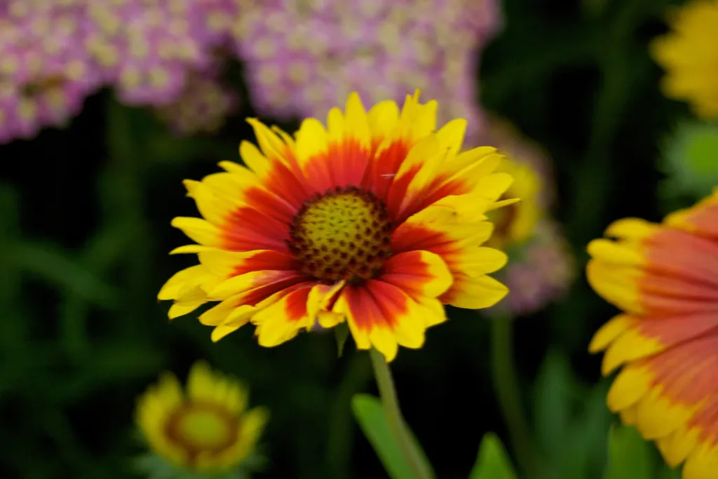 Blanket flower (Gaillardia 'Goblin') – flowers in close-up, plant photo