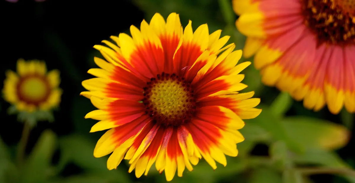 Blanket flower (Gaillardia 'Goblin') – plant photo