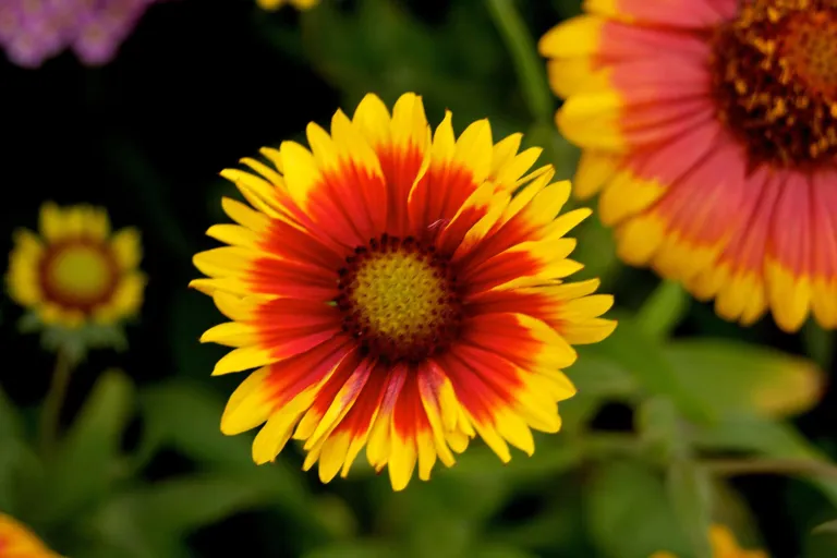 Gaillardia 'Goblin'