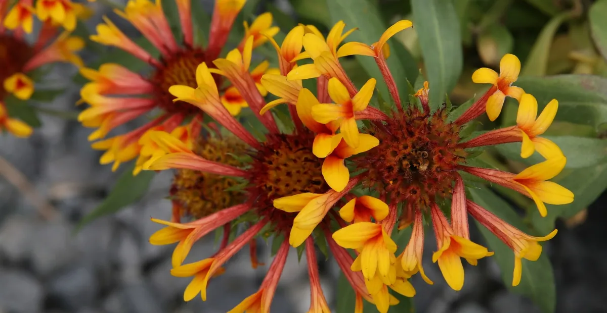 Gaillardia x grandiflora (Gaillardia grandiflora) – plant photo
