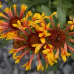 Gaillardia x grandiflora (Gaillardia grandiflora) – plant photo