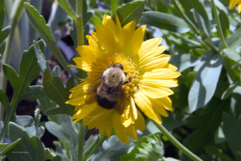 Gaillardia x grandiflora (Gaillardia grandiflora) – flowers in close-up, plant photo