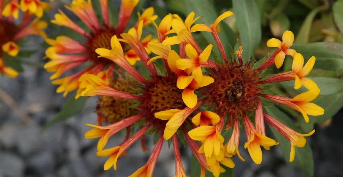 Gaillardia grandiflora – Pflanzenfoto