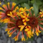 Gaillardia grandiflora – pestovanie a starostlivosť (Gaillardia grandiflora) – fotografia rastliny