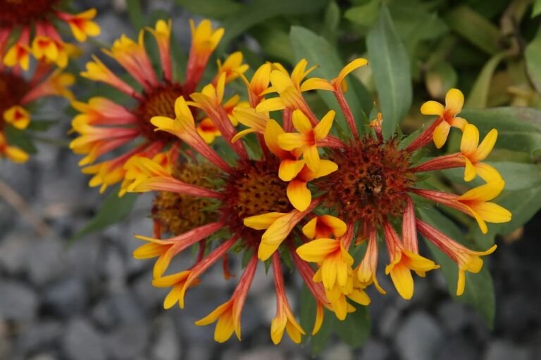 Gaillardia grandiflora – pestovanie a starostlivosť (Gaillardia grandiflora) – fotografia rastliny
