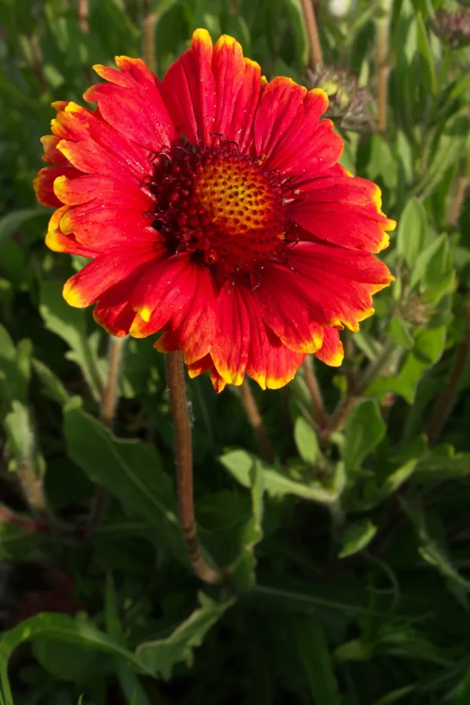 kokarda rozkošná (Gaillardia pulchella) – v záhrade, fotografia rastliny