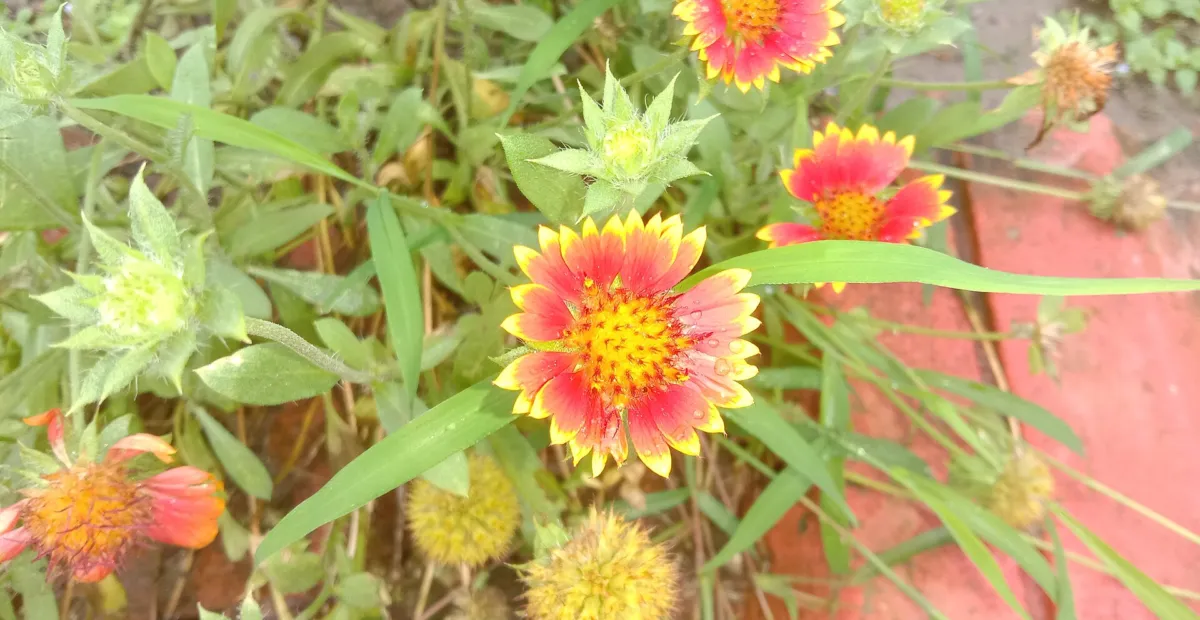 firewheel (Gaillardia pulchella) – plant photo