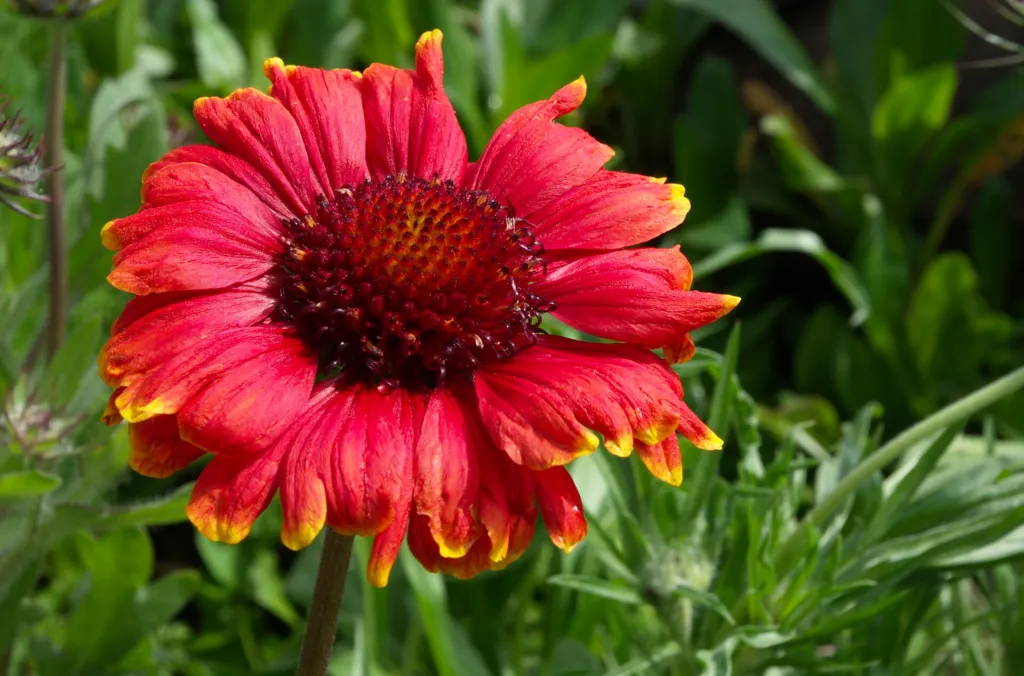 kokarda rozkošná (Gaillardia pulchella) – v záhrade, fotografia rastliny