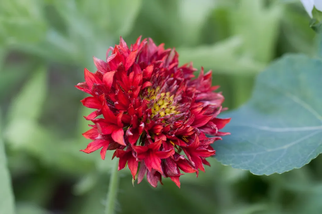 kokarda rozkošná (Gaillardia pulchella) – kvety zblízka, fotografia rastliny