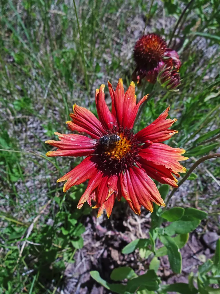 kokarda rozkošná (Gaillardia pulchella) – v prirodzenom prostredí, fotografia rastliny