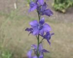Garten-Feldrittersporn (Delphinium ajacis) – Pflege