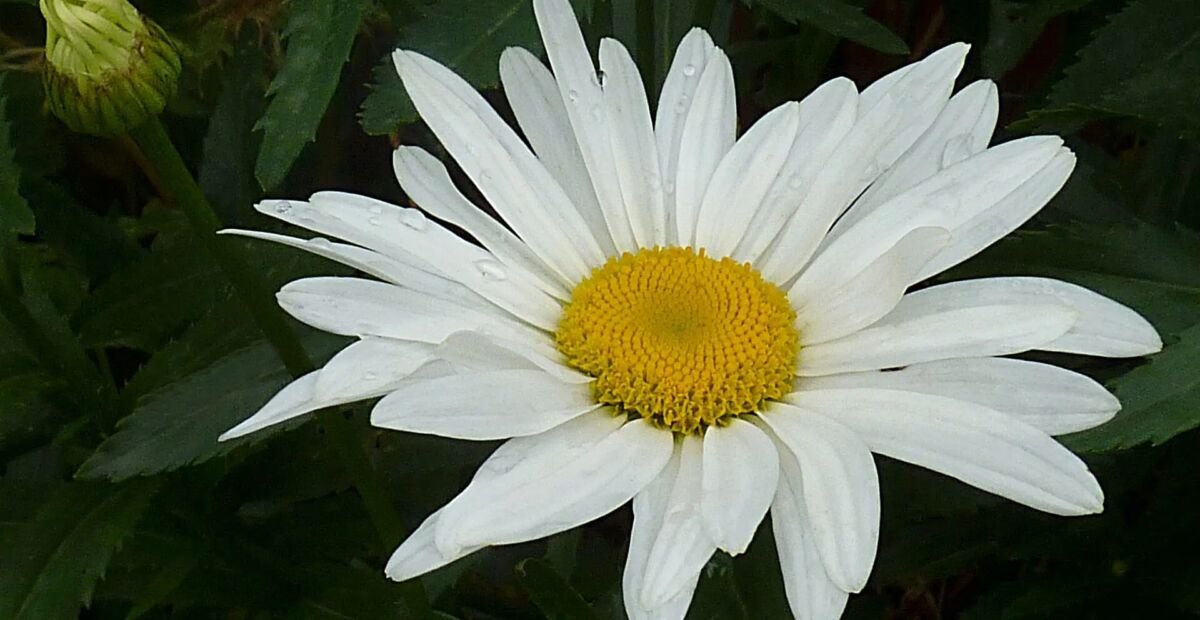 Garten-Margerite (Leucanthemum superbum) – Pflanzenfoto