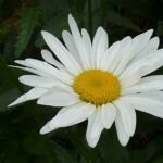 Garten-Margerite (Leucanthemum superbum) – Pflanzenfoto