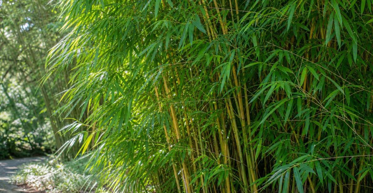 Gartenbambus 'Jumbo' (Fargesia murielae 'Jumbo') – Pflanzenfoto