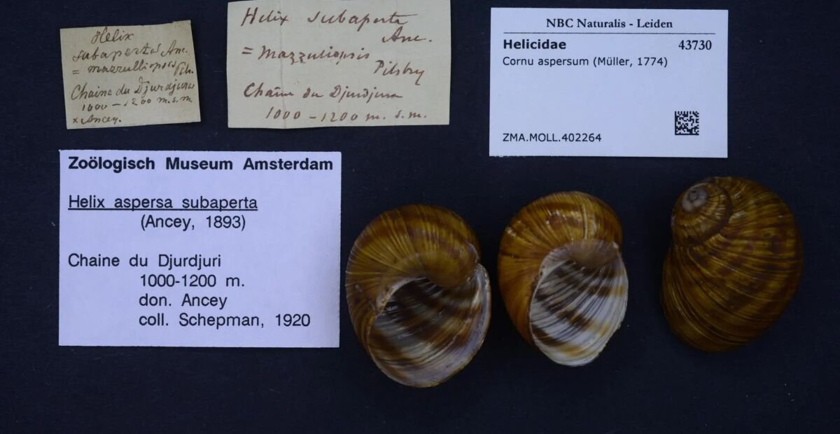 Gefleckte Weinbergschnecke