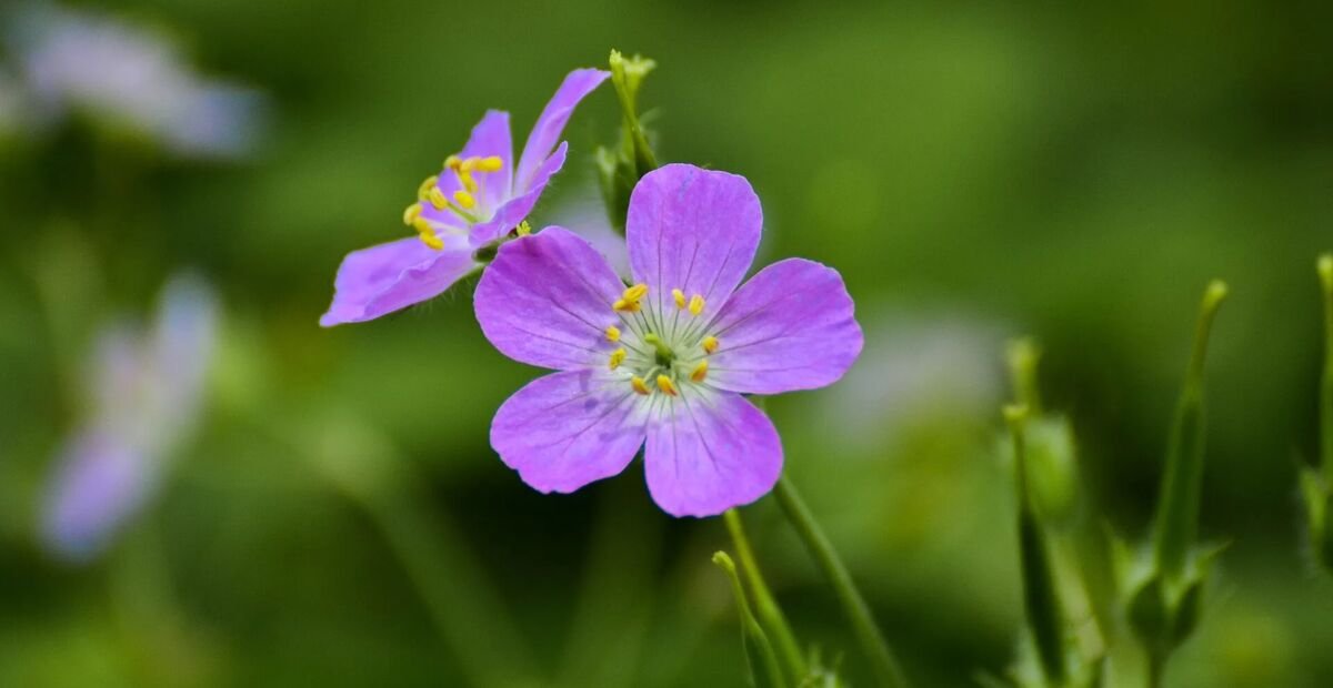Gefleckter Storchschnabel (Geranium maculatum) – Pflanzenfoto