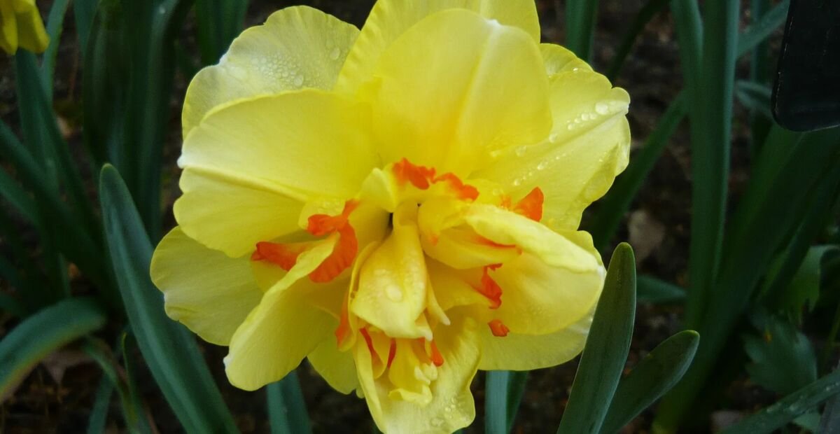 Gefüllte Narzisse 'Tahiti' (Narcissus 'Tahiti') – Pflanzenfoto