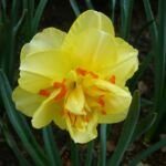 Gefüllte Narzisse 'Tahiti' (Narcissus 'Tahiti') – Pflanzenfoto