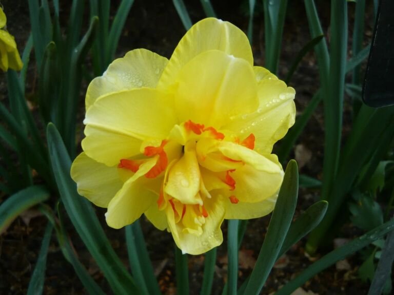 Narcissus 'Tahiti'