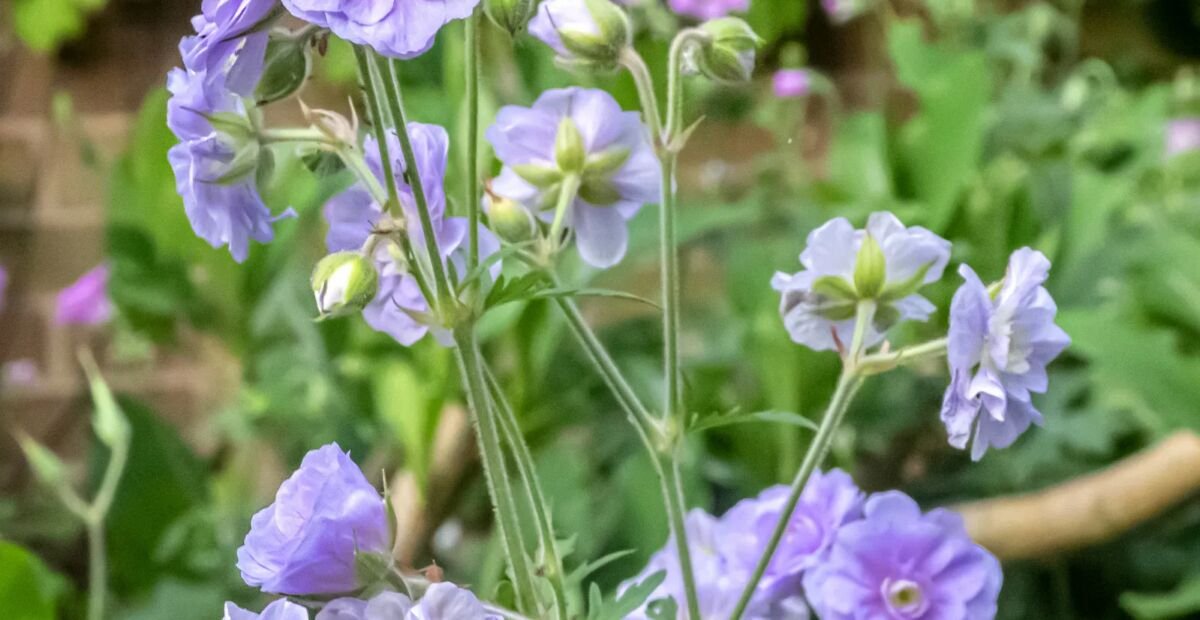 Gefüllter Wiesen-Storchschnabel (Geranium 'Summer Skies') – Pflanzenfoto