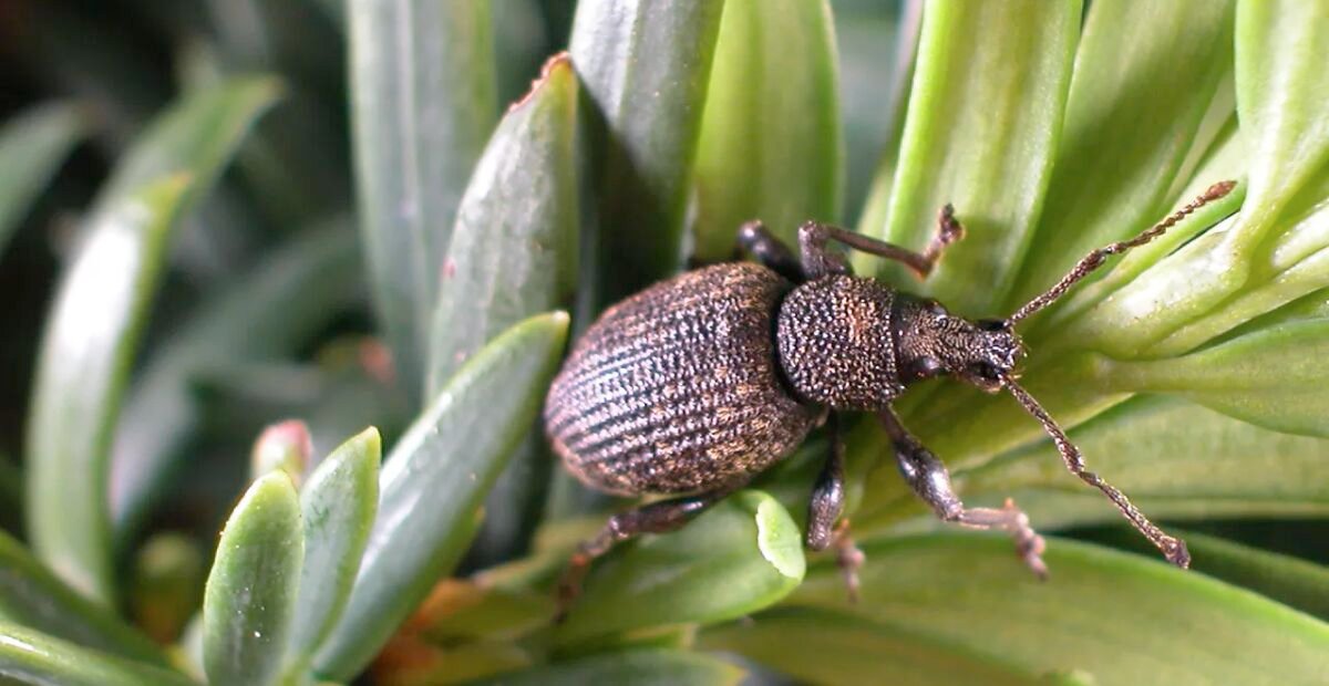 Gefurchter Dickmaulrüssler