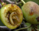 Gelbe Pflaumensägewespe