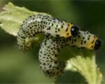Gelbe Stachelbeerblattwespe