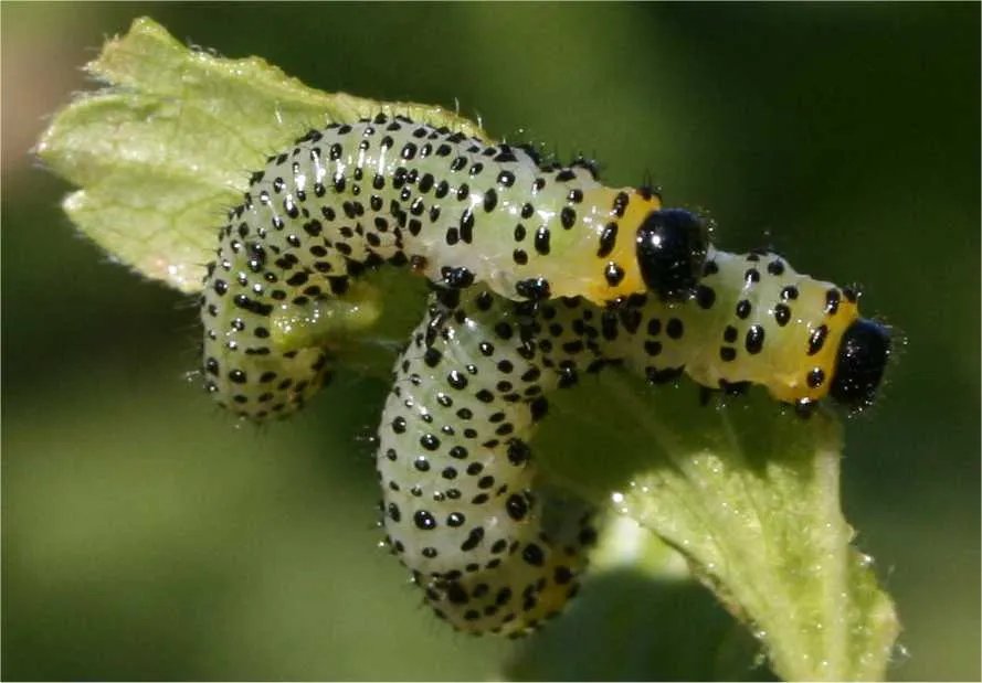 Gelbe Stachelbeerblattwespe