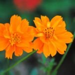 gelbes Schmuckkörbchen (Cosmos sulphureus) – Pflanzenfoto