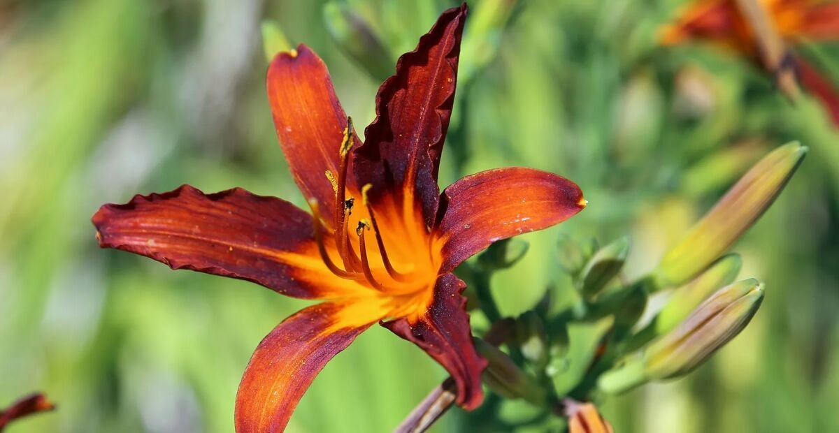 Gelbrote Taglilie (Hemerocallis fulva) – Pflanzenfoto