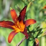 Gelbrote Taglilie (Hemerocallis fulva) – Pflanzenfoto