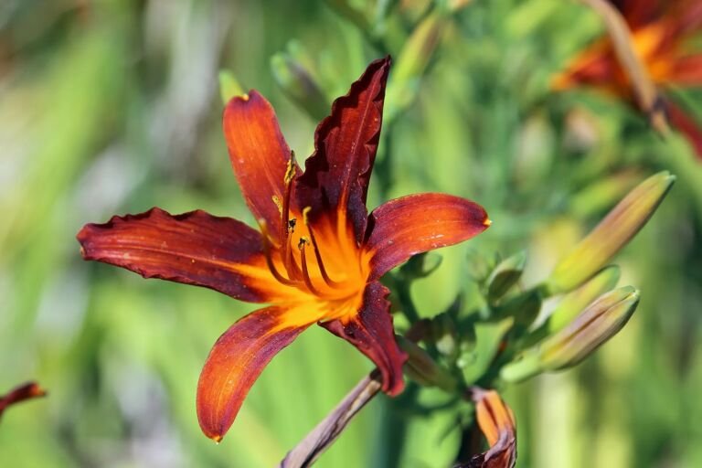 Hemerocallis fulva
